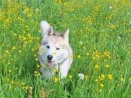 Balu sucht liebevolles Zuhause - Freilassing