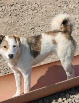 Meg möchte endlich ankommen - Celle