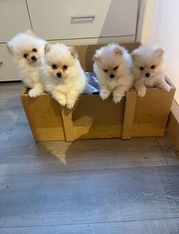 Pomeranian Zwergspitz Welpen - Eppenschlag