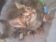 Siam Heilige Birma Mix Kitten - Leimen Zentrum