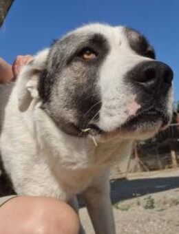 Teo - Ein verspielter Gefährte - Eixen