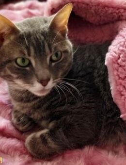 FeLV-Kater Fermin sucht viel Liebe - Bad Camberg