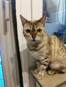 Snow/Braun Tabby Bengaldame 6 jahre jung mit Stammbaum - Hamburg