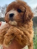 Bezaubernde Cavapoo Welpen ähnlich Maltipoo aus geprüfter und genehmigter Zucht in 91729