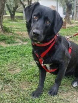 Billy2 - Rieden (Rheinland-Pfalz)