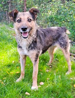 Sportliche Kuschelmaus COSMINA (3) sucht ihre Menschen - München