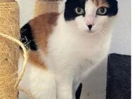 Pepper (+Fernando) - liebe Tricolorkatze - Wilhelmsfeld