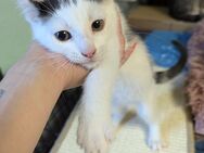 Süße Katzen-Babys ( zu sofor) - Höxter