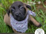 Chip 245276: Hundekind sucht ein Zuhause - Kirchzell