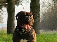 Dringend!! Liebevoller Old English Bulldog - Neuwied
