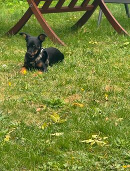 Welpe 6 Monate Rehpinscher/Chiwawa - Oberhausen