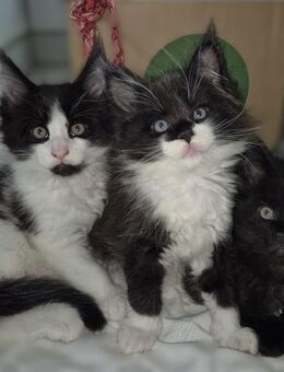 Knuddelalarm! Typvolle Maine Coon Kitten schwarz/weiß abzugeben - Hörselberg-Hainich