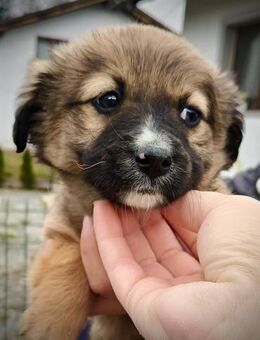 Lion - Wer kann diesem Wonneproppen wide - Spenge