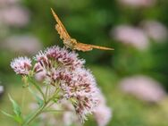 Echter Baldrian Samen Baldriansamen Heilpflanze weiß rosa beruhigende Wirkung auf Saat Katzen und Kater Beet insektenfreundliches Saatgut seed insektenfreundlich SWR Treffpunkt Beitrag Vatertag Sonne Biene - Pfedelbach