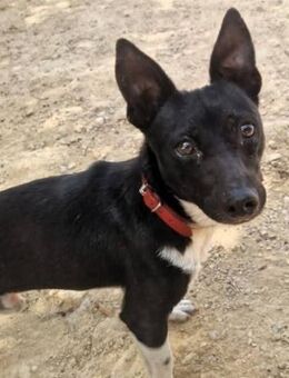 Ying ist aufgeweckt - Donaueschingen