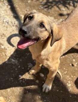 Frecher Felix - Beckingen