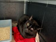 Dylan aus dem Tierschutz - Grevenbroich