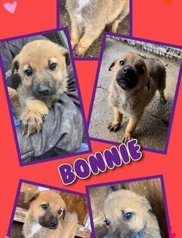 Süße Bonnie- bald auf Pflegestelle ! - Nürnberg