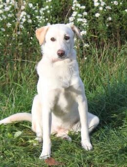 Lotta - Familie mit Herz gesucht - Elmshorn