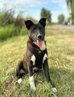 🐶💙Neugieriger Junghund Blue💙🐶 - Eislingen (Fils)