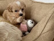 Maltipoo Welpen - Hannover