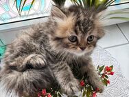 reinrassige perser kitten baby katzen - Leipzig