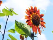 Gelb Bronzefarbene Sonnenblume Samen Sonnenblumensamen Herbstschönheit gelb orange goldene rötliche Blüten Sonnenblumenkerne heimisches insektenfreundliches wildflower garden Muttertag Geschenk flower present Sonne SWR - Pfedelbach