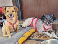 Cora & Jimmy 💔 Zwei Herzen - Kassel