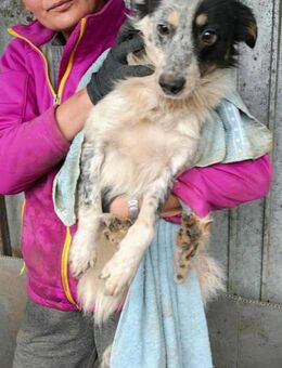 Freki; im überfüllten Zwinger überlebt - Geilenkirchen