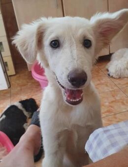 ❤️❤️ Alma - lieb, witzig und aktiv ❤️❤️ - Overath