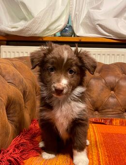 Miniature Australian Shepherd Welpen - Hattingen