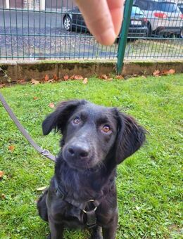 Bari, aktive Labrador Mix Hündin - Remagen