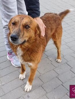 Baxtor 🐕 Ein Kumpel fürs Leben! - Spenge