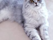 Katze weibchen 9 Monate alt perser bkh mischling süss - Berlin