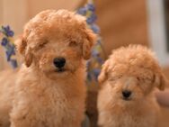 Goldendoodle Welpen - Geilenkirchen