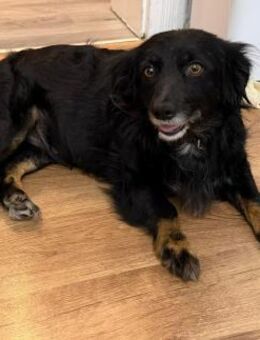 Lotta sucht ihr Für-immer-Zuhause - Hagen (Stadt der FernUniversität)