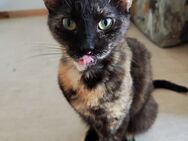 Hauskatze Flecki sucht neues Zuhause - Wriezen