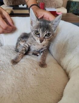 Bali aus dem Tierschutz - Grevenbroich