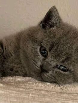 Reinrassige Britisch kurzhaar kitten - Düsseldorf