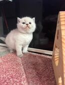 Bkh Kitten Blue Point! in 47475