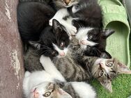 Katzen Babys abzugeben ab sofort - Rodenbach (Hessen)