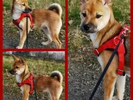 Shiba inu Mischling - Wolgast