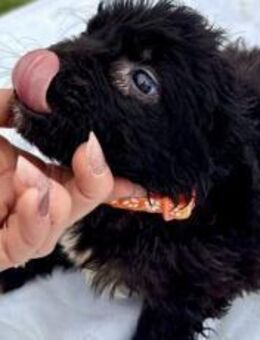 Wuschelchen Maura will dein Stern werden - München