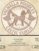 Großpudel Welpen braun in 25551