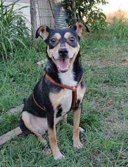 Liebe LADY sucht aktive Menschen - Weiterstadt