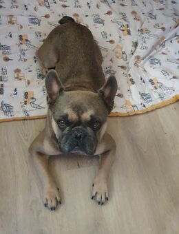 Französische Bulldogge männlich 3 Jahre - Binz (Ostseebad)