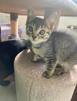 Zuckersüße Samtpfoten - Berlin Reinickendorf