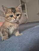 Reinrassige Bkh Kitten in silver grey und Black golden Ticked in 45699