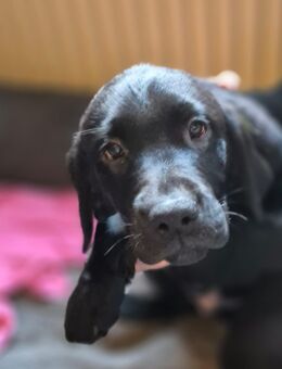 Wunderschöner Labrador Welpe sucht sein für immer zu Hause - Sögel