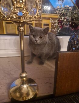 Bkh sucht neues Zuhause - Ochtrup